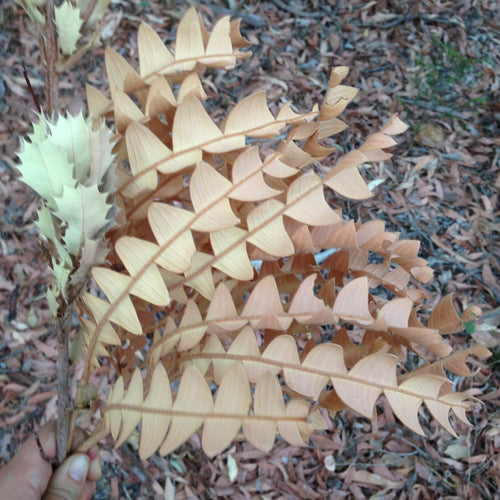 Banksia grandis Earrings - Etched Brass