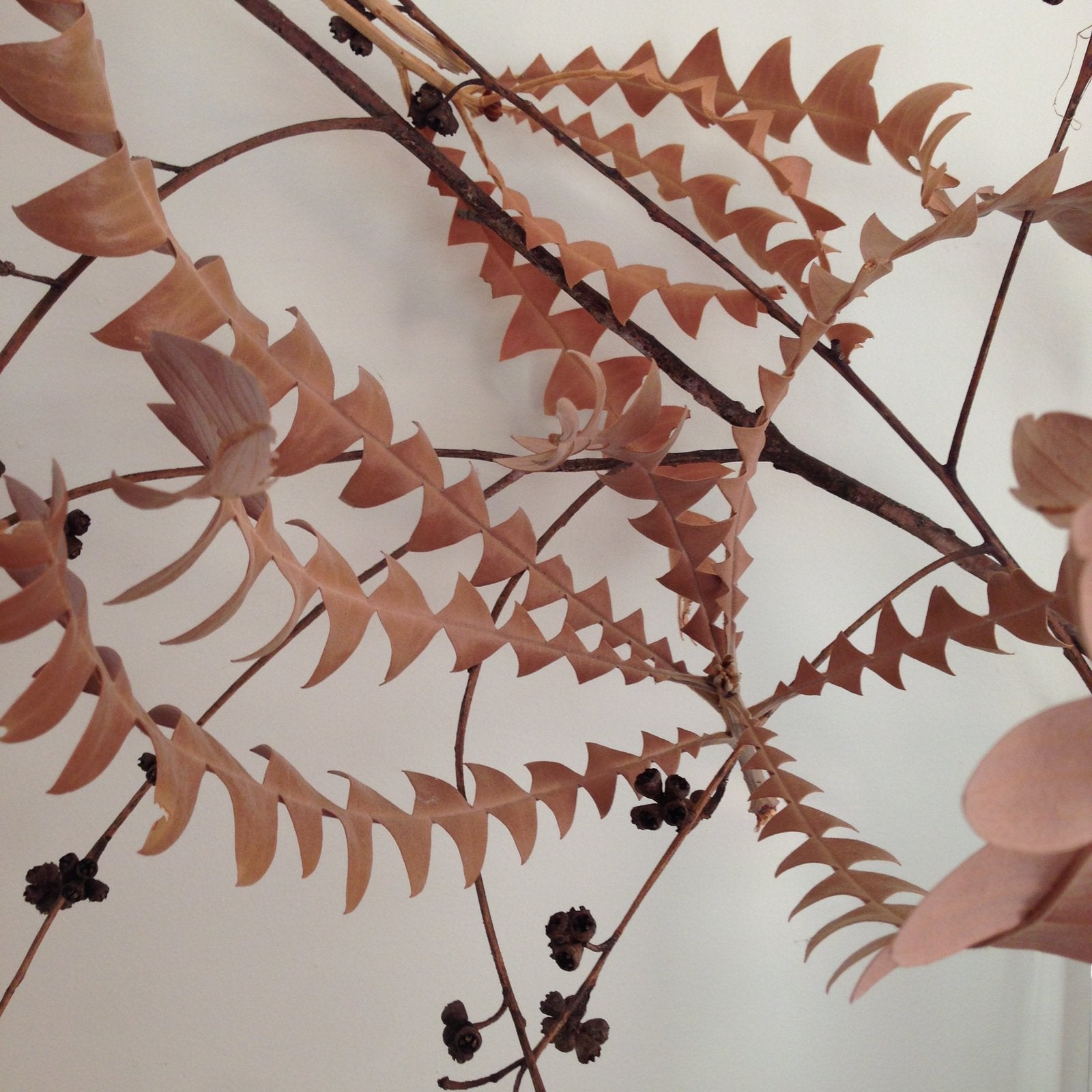 Banksia grandis Earrings - Etched Copper